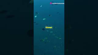 The Deepest Point on The Earth ytshorts shorts viralshorts trendingshorts facts deepestpoint [upl. by Grizel]