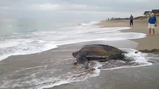 Worlds Biggest Turtle Found Must Watch [upl. by Fredenburg143]