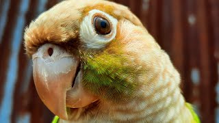 conure bird talking in the morning  My green cheek conure singing every day Bird Sounds [upl. by Reed166]