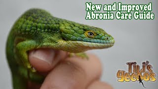 Everything you NEED to know before getting an Abronia Lizard Abronia Care Guide [upl. by Elnore]