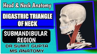 DIGASTRIC TRIANGLE  Anatomy [upl. by Conlin]