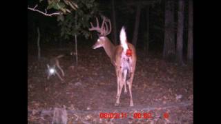 Whitetail Buck attacked and killed by Coyotes [upl. by Chancelor]