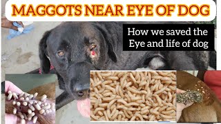 maggots in dog eye  Help dog to remove maggots [upl. by Yllehs]