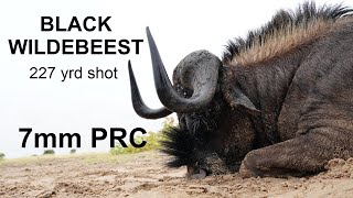 7mm PRC takes down Black Wildebeest after failed hunt on Red Hartebeest [upl. by Sybley]