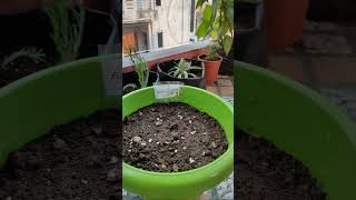 How to grow Acroclinium Paper Daisy from Seeds Easy acroclinium [upl. by Bucher]