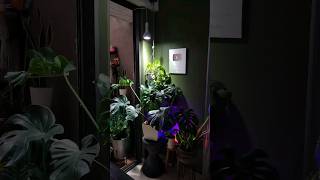 Trying Grow Lights for My Indoor Plants shorts [upl. by Roseanna]