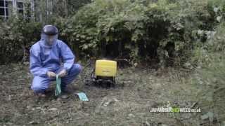 Herbicide Treatment of Japanese Knotweed [upl. by Mellisent]