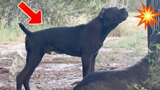 Cane Corso Puppy Protection Instincts  Loud Warning Bark [upl. by Ahseat]