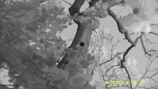 Noctule emergence 28th June 2024 filmed with Nightfox Whisker [upl. by Anyala]