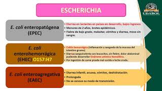 ENTEROBACTERIAS PRIMERA PARTE [upl. by Charlean]