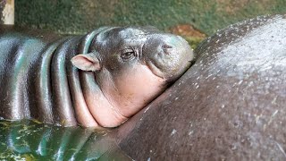 Moo Deng Bouncing baby hippo drawing large crowds [upl. by Orban977]