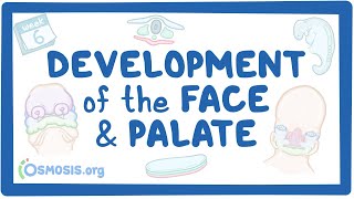 Development of the Face and Palate [upl. by Dash344]