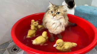 Brave and funny cat😂 The little duck invites the cat to take a bath with himcute animal videos [upl. by Yllet634]