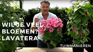 De Lavatera veel bloemen  Tuinmanieren [upl. by Anaidiriv70]