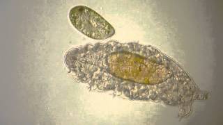 Water bear Tardigrade meets Paramecium [upl. by Ellan]