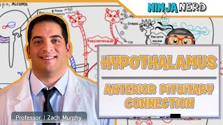 Endocrinology  Hypothalamus Anterior Pituitary Connection [upl. by Issy]