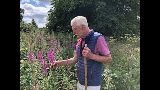 Rosebay Willowherb with John Feehan in July Wildflowers of Offaly series [upl. by Eizdnil647]