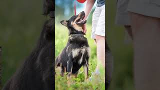 The Adorable 5 Stages of a German Shepherds Life [upl. by Trinl]