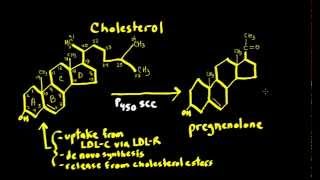 Schneid Guide to Steroid Hormone Synthesis Steroidogenesis [upl. by Enimassej836]