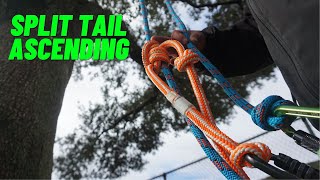 How to Ascend Your First Tree Climb With a Split Tail [upl. by Cedric491]