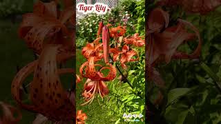 Tiger Lily Perennial Rare Flower in my Garden Toronto 鹿子百合花 [upl. by Kronfeld]