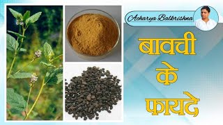 Health Benefits of Psoralea corylifolia Bavachi  Acharya Balkrishna [upl. by Dedra]