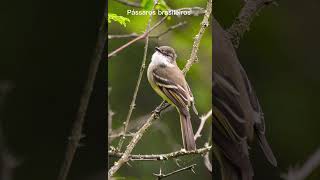 ALEGRINHO DE GARGANTA BRANCA fyp brazilianbirds passarosdobrasil natureza CapCut [upl. by Banerjee995]