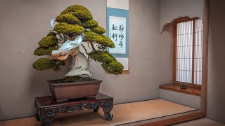 Japans Best Bonsai Gardens in 2024 [upl. by Brenton402]