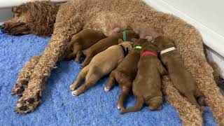 Red standard F1b Goldendoodles turn 1 week old [upl. by Santoro]