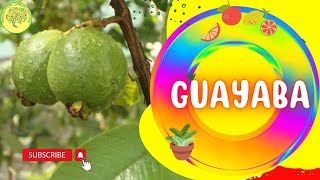 😮☝ Como GRMINAR 🌱🌱GUAYABA Psidium guajava😍 PASO A PASO [upl. by Jourdan93]