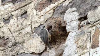 Rotsklever Lesbos 2011 Rock nuthatch lesvos may 2011 Lesvos birding 2011 [upl. by Airotkiv82]