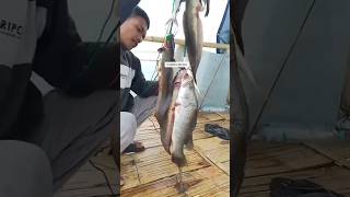 Borong ikan d rumpon ujung senja morodemak 24112024 shortvideo [upl. by Rihsab57]