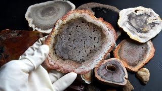 Quick guide to petrified wood Rare and interesting specimens [upl. by Alamat]