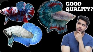 HOW TO KNOW IF YOUR BETTA FISH IS GOOD QUALITY [upl. by Argus926]