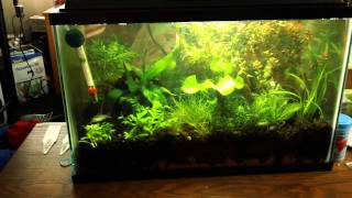 5 Gallon Planted Betta Tank UPDATE New FishPlants [upl. by Yeroc15]