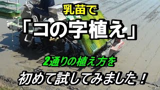 【田植え】2つの植え方！初めて「コの字植え」を試してみました！初心者の方に見てもらえれば嬉しいです♪ [upl. by Yulma]