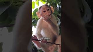 Did you see the look of the mischievous baby monkey Monkey Macaca Macaco Macaque Bandar Kurang [upl. by Nellir]