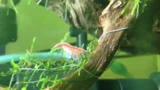 שרימפ שרידובדבן Cherry Shrimp Neocaridina denticulata sinensis [upl. by Marala]