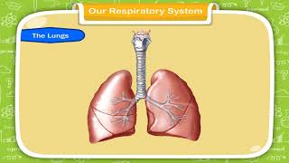 Our Respiratory System class3 [upl. by Norabel339]