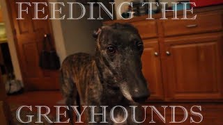 The Greyhound Feeding [upl. by Keyte135]