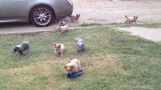 Queensland Heeler Puppies Playing at Decco Ranch Part 2 [upl. by Sidwell]