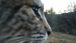 Bobcat Screaming [upl. by Lajet]