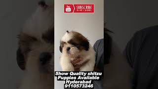 shihtzu puppies for sale in Hyderabad [upl. by Audly512]