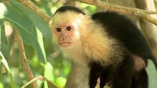 Curious Capuchin Monkeys in Costa Rica [upl. by Yelsel800]