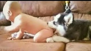 Perros Graciosos  Los Mejores Videos de Perros Chistosos part 2 [upl. by Izawa]