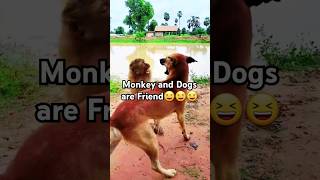 Monkey and Dogs Friendship shorts short shortvideo trending funny animals monkey dog fun [upl. by Sylram881]