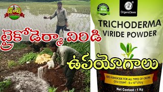 Trichoderma viride naturalfarming organicfarming agriculture dj agriculture palle rakesh [upl. by Trixie709]