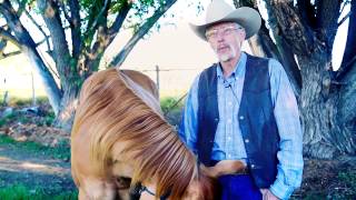 The Art of Training Horses and Mules Introduction by Steve Streadbeck [upl. by Lac]