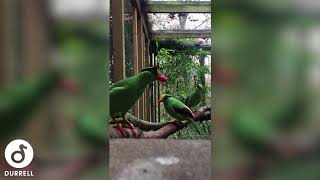 Javan Green Magpies at Jersey Zoo [upl. by Inalaek]