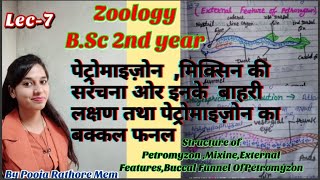 Structure of Petromyzon MixineExternal FeaturesBuccal Funnel OfPetromyzonZoology BSc 2nd year7 [upl. by Hiram]